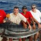 marlin - Rod Fishing Club - Ile Rodrigues - Maurice - Océan Indien