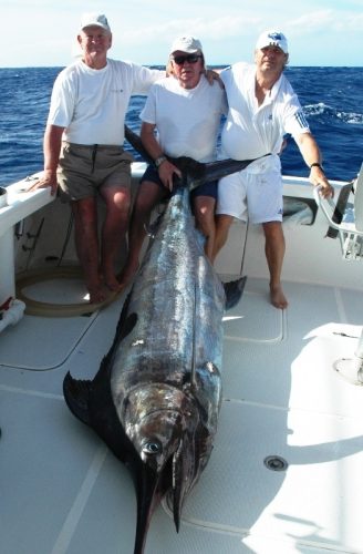 marlin bleu de 200kg environ - Rod Fishing Club - Ile Rodrigues - Maurice - Océan Indien