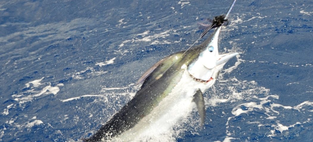 marlin jumping - Rod Fishing Club - Rodrigues Island - Mauritius - Indian Ocean