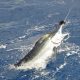 marlin jumping - Rod Fishing Club - Rodrigues Island - Mauritius - Indian Ocean