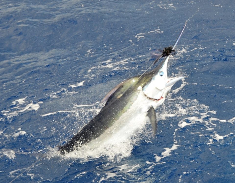 marlin jumping - Rod Fishing Club - Rodrigues Island - Mauritius - Indian Ocean