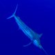 marlin underwater - Rod Fishing Club - Rodrigues Island - Mauritius - Indian Ocean