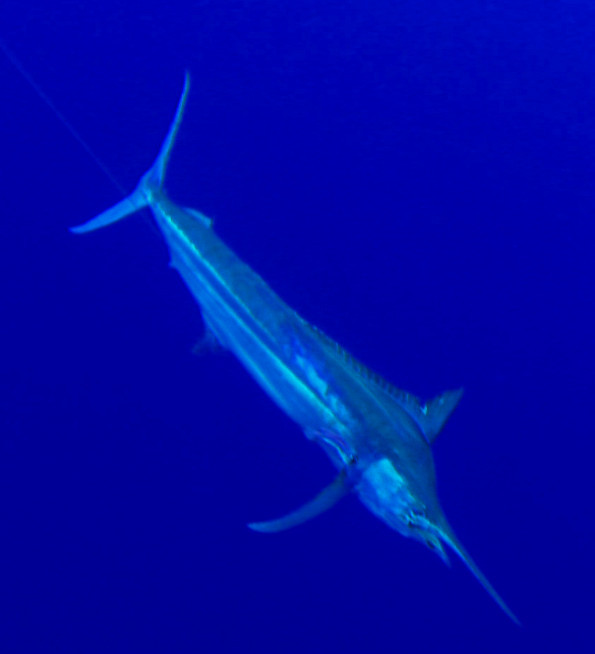marlin underwater - Rod Fishing Club - Rodrigues Island - Mauritius - Indian Ocean