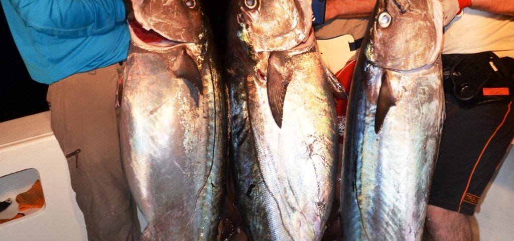 nice doggies - Rod Fishing Club - Rodrigues Island - Mauritius - Indian Ocean