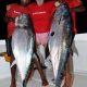 nice doggies for Maurice - Rod Fishing Club - Rodrigues Island - Mauritius - Indian Ocean