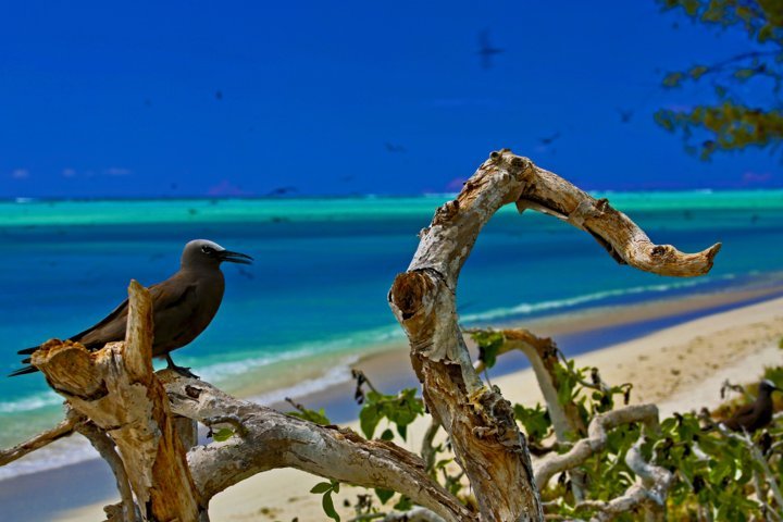 oiseau à l'île aux cocos - Rod Fishing Club - Ile Rodrigues - Maurice - Océan Indien - crédit photo Serge Marizy pour Zone Australe