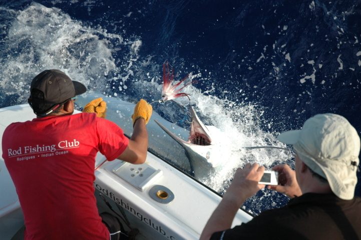 relâche marlin - Rod Fishing Club - Ile Rodrigues - Maurice - Océan Indien