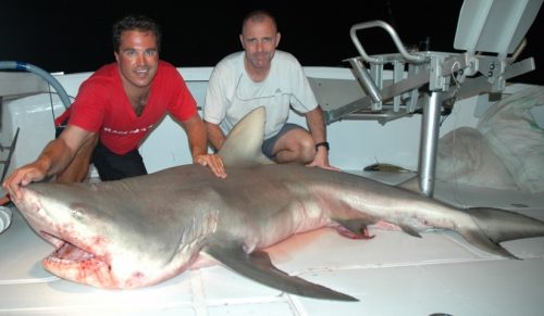 requin - Rod Fishing Club - Ile Rodrigues - Maurice - Océan Indien