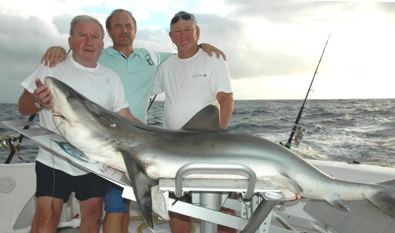 requin de 80kg - Rod Fishing Club - Ile Rodrigues - Maurice - Océan Indien
