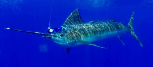 sailfish - Rod Fishing Club - Rodrigues Island - Mauritius - Indian Ocean