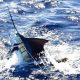 sailfish caught on trolling - Rod Fishing Club - Rodrigues Island - Mauritius - Indian Ocean