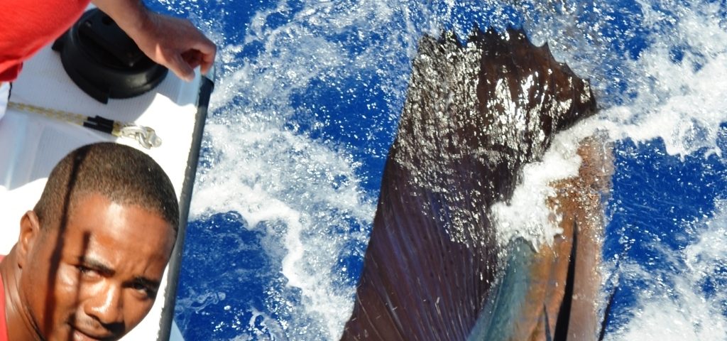 sailfish released - Rod Fishing Club - Rodrigues Island - Mauritius - Indian Ocean