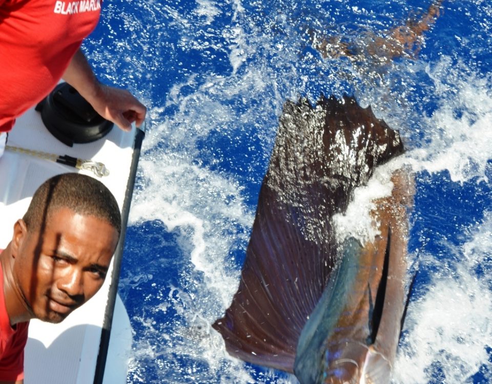 sailfish released - Rod Fishing Club - Rodrigues Island - Mauritius - Indian Ocean