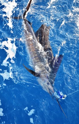 sailfish released - Rod Fishing Club - Rodrigues Island - Mauritius - Indian Ocean