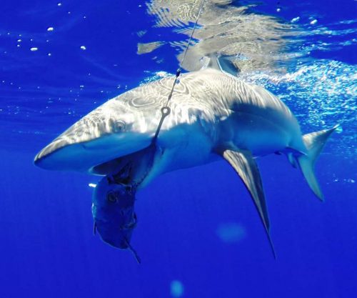 shark on baiting - Rod Fishing Club - Rodrigues Island - Mauritius - Indian Ocean