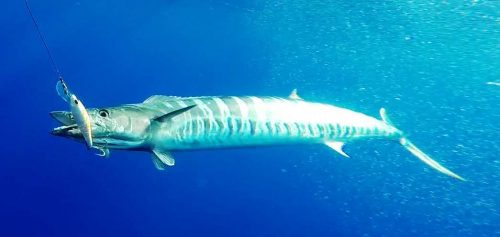 underwater wahoo on a Rapala - Rod Fishing Club - Rodrigues Island - Mauritius - Indian Ocean