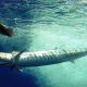 wahoo underwater - Rod Fishing Club - Rodrigues Island - Mauritius - Indian Ocean