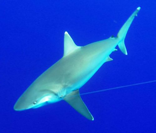 whitetip shark - Rod Fishing Club - Rodrigues Island - Mauritius - Indian Ocean