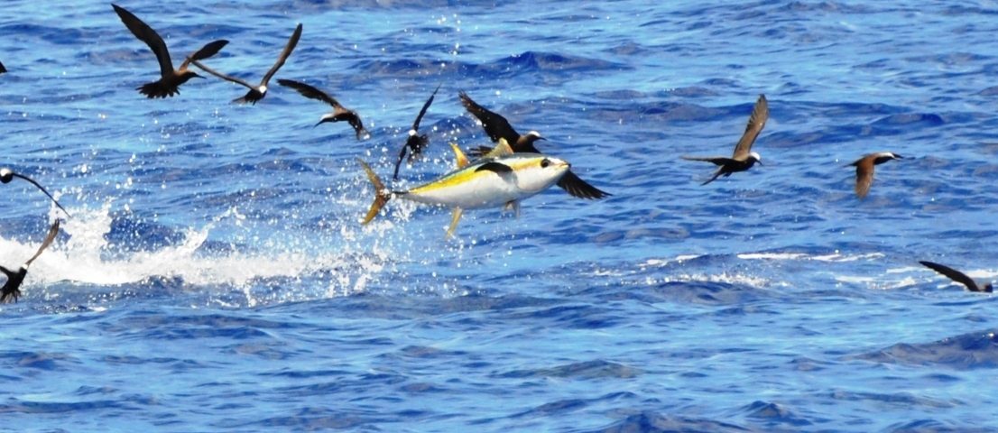 yellofin tuna jumping - Rod Fishing Club - Rodrigues Island - Mauritius - Indian Ocean