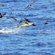 yellofin tuna jumping - Rod Fishing Club - Rodrigues Island - Mauritius - Indian Ocean