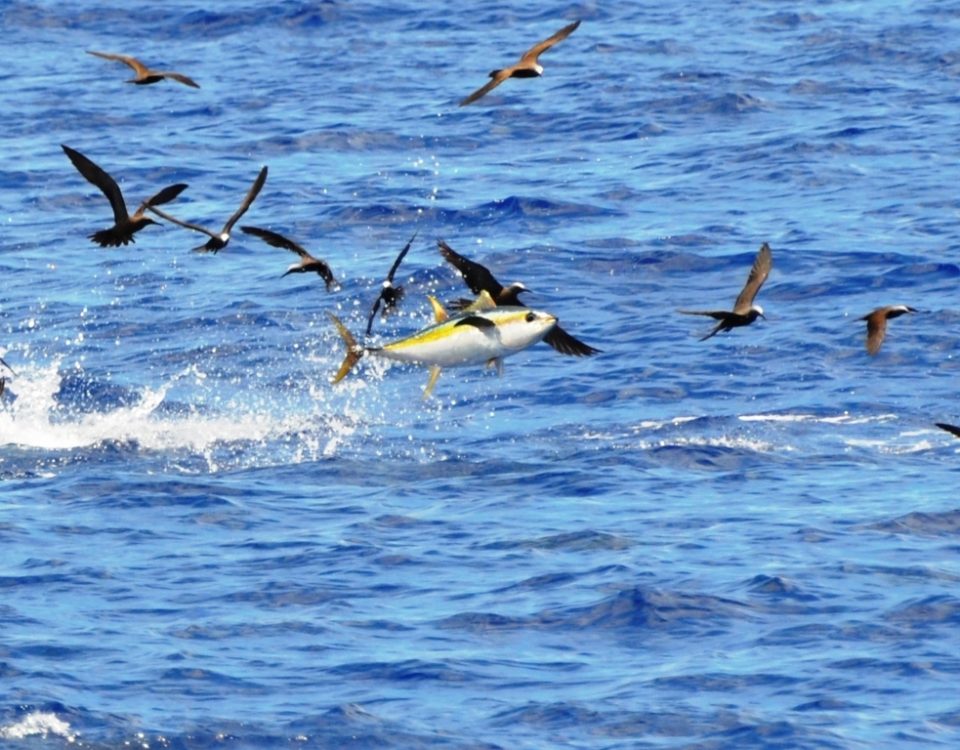 yellofin tuna jumping - Rod Fishing Club - Rodrigues Island - Mauritius - Indian Ocean