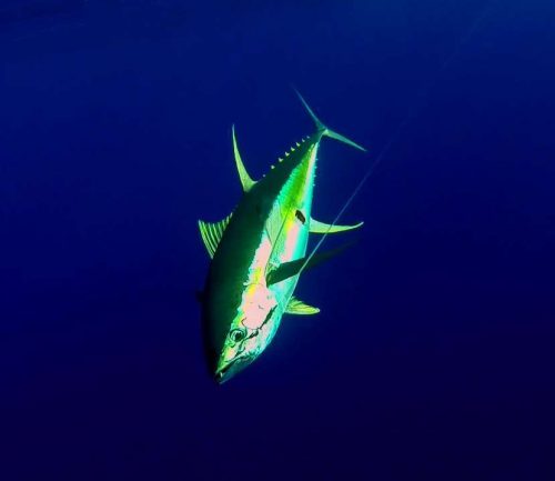 yellowfin tuna - Rod Fishing Club - Rodrigues Island - Mauritius - Indian Ocean