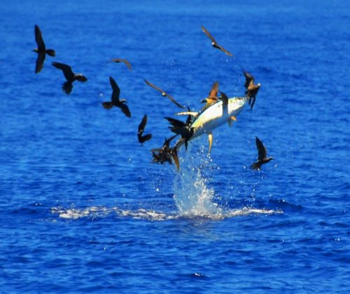 yellowfin tuna jumping - Rod Fishing Club - Rodrigues Island - Mauritius - Indian Ocean