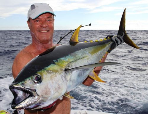 yellowfin tuna on trolling - Rod Fishing Club - Rodrigues Island - Mauritius - Indian Ocean