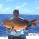 13.5kg two spot red snapper world record all tackle on baiting - 24 12 2007