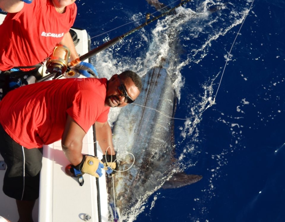 200kg Blue Marlin released for Frans on December 2015 - Rod Fishing Club - Rodrigues Island - Mauritius - Indian Ocean