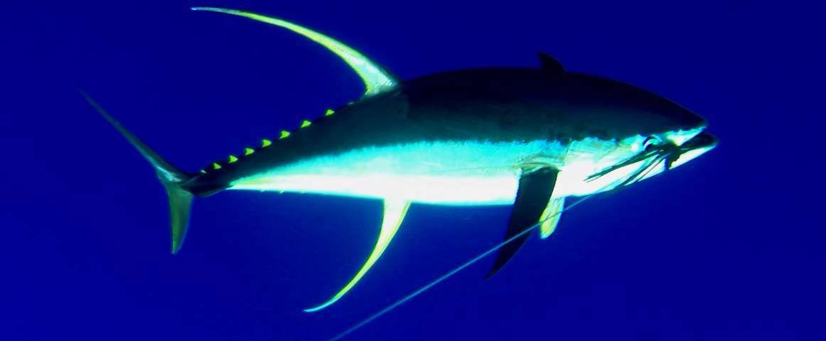 62kg yellowfin tuna on the leader - Rod Fishing Club - Rodrigues Island - Mauritius - Indian Ocean