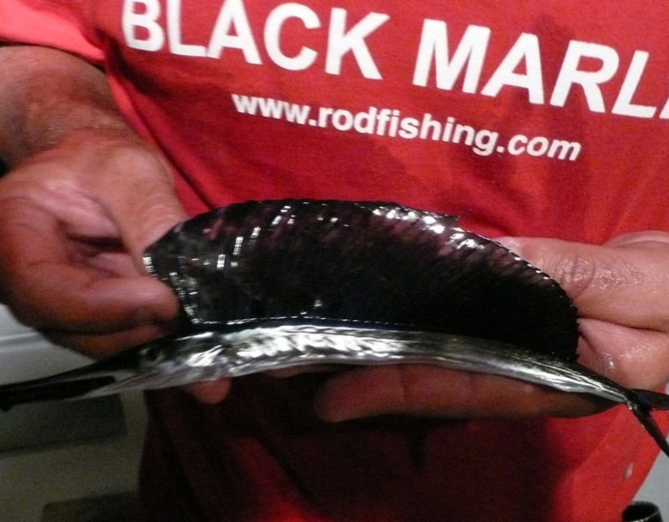 Baby sailfish - Rod Fishing Club - Rodrigues Island - Mauritius - Indian Ocean