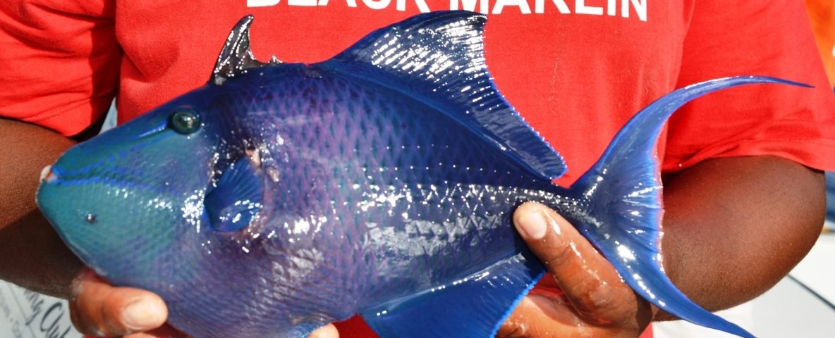 Baliste bleu en pêche à la palangrotte - Rod Fishing Club - Ile Rodrigues - Maurice - Océan Indien