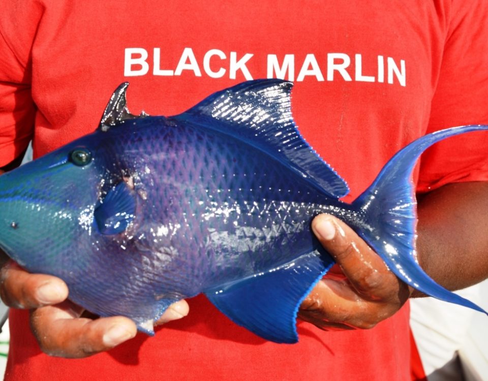 Baliste bleu en pêche à la palangrotte - Rod Fishing Club - Ile Rodrigues - Maurice - Océan Indien