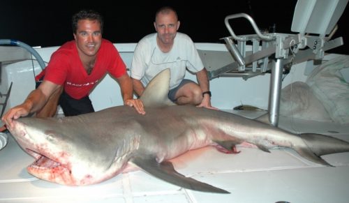 Big bull shark on baiting - Rod Fishing Club - Rodrigues Island - Mauritius - Indian Ocean