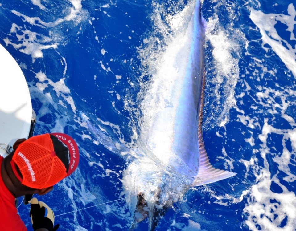 Black Marlin released in Rodrigues - Rod Fishing Club - Rodrigues Island - Mauritius - Indian Ocean