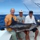 Black marlin on trolling - Rod Fishing Club - Rodrigues Island - Mauritius - Indian Ocean