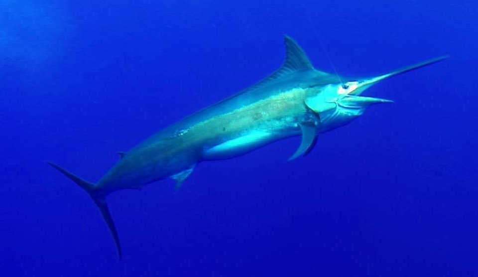 Black marlin or Istiompax indica - Rod Fishing Club - Rodrigues Island - Mauritius - Indian Ocean