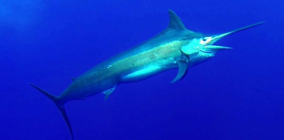 Black marlin or Istiompax indica - Rod Fishing Club - Rodrigues Island - Mauritius - Indian Ocean