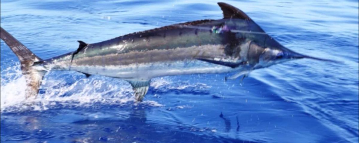 Blue marlin jumping close to the boat - Rod Fishing Club - Rodrigues Island - Mauritius - Indian Ocean