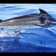 Blue marlin jumping close to the boat - Rod Fishing Club - Rodrigues Island - Mauritius - Indian Ocean