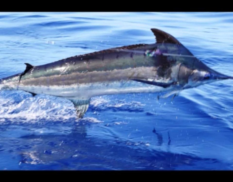Blue marlin jumping close to the boat - Rod Fishing Club - Rodrigues Island - Mauritius - Indian Ocean