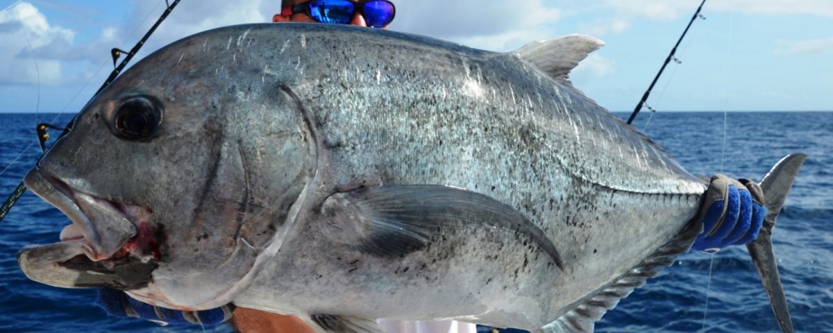 Carangue ignobilis relâchée en pêche au jig par Michel - Rod Fishing Club - Ile Rodrigues - Maurice - Océan Indien