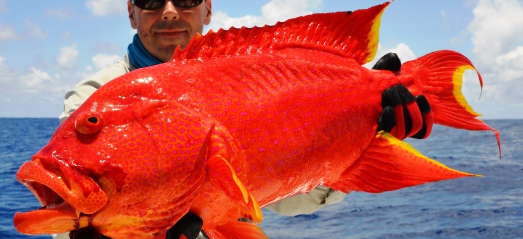 Croissant queue jaune - Rod Fishing Club - Ile Rodrigues - Maurice - Océan Indien