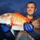 Dame Berri (Lethrinus mahsena) - - Rod Fishing Club - Ile Rodrigues - Maurice - Océan Indien