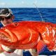Eaten red corail trout for Loic - Rod Fishing Club - Rodrigues Island - Mauritius - Indian Ocean