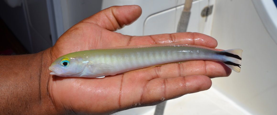 Etrange poisson à bord de Black Marlin - Rod Fishing Club - Ile Rodrigues - Maurice - Océan Indien