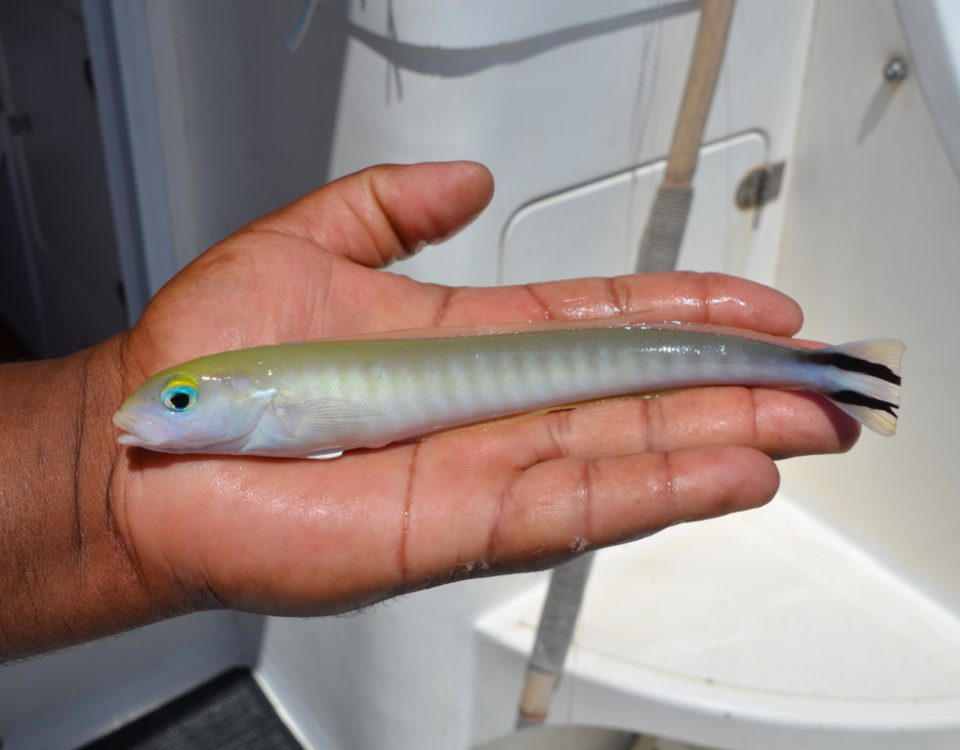 Etrange poisson à bord de Black Marlin - Rod Fishing Club - Ile Rodrigues - Maurice - Océan Indien