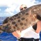 Grouper on jigging aboard Black Marlin - Rod Fishing Club - Rodrigues Island - Mauritius - Indian Ocean