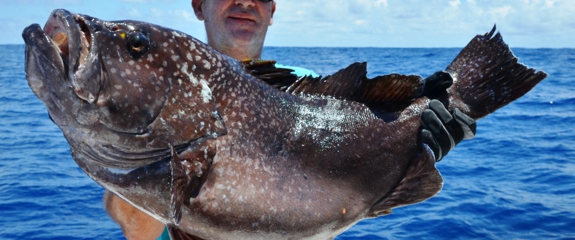 Grouper on jigging for Louis on November 2015 - Rod Fishing Club - Rodrigues Island - Mauritius - Indian Ocean
